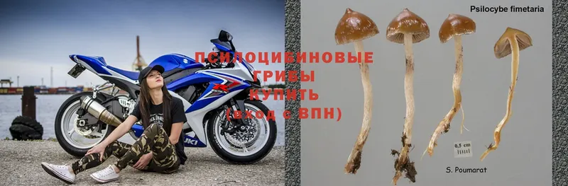 Псилоцибиновые грибы Psilocybine cubensis  Азнакаево 